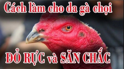 Cách làm cho da gà chọi dày