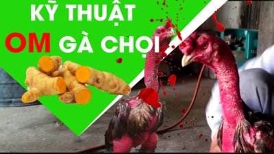 Chia sẻ kỹ thuật om gà chọi