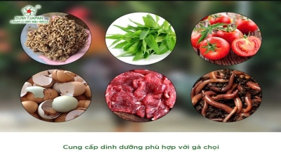 Chế độ ăn chuẩn mực cho gà chọi, gà đòn