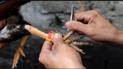 Những mánh khóe đá gà trong đấu trường gà phần 2