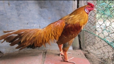 Những con gà đá hay nhất