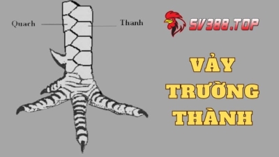 Cách lựa vảy gà chọi hay và độc đáo