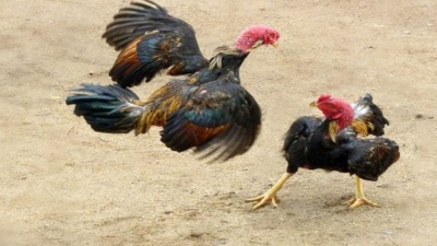 Những vị trí tử điểm của gà nòi