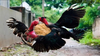 Cách chọn gà qua thế đá