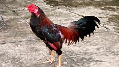 Cuộc chiến gà cựa sắt – Thú vui tốn kém